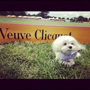 Meet your Posher, Brendan